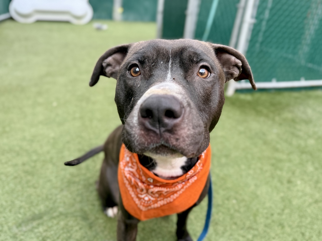 Shelter Stray Male Dog last seen Apt 17I,2694 7th Avenue, NEW YORK, NY, 10039, New York, NY 10029