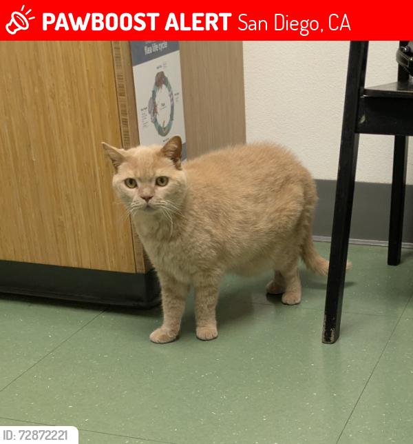 Lost Male Cat last seen Madison and New York St., San Diego, CA 92116