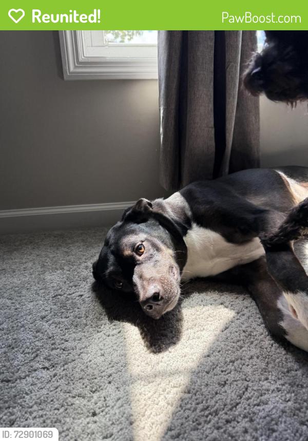 Reunited Male Dog last seen Ashbury Park Ln, North Carolina 28574, USA, Onslow County, NC 28574