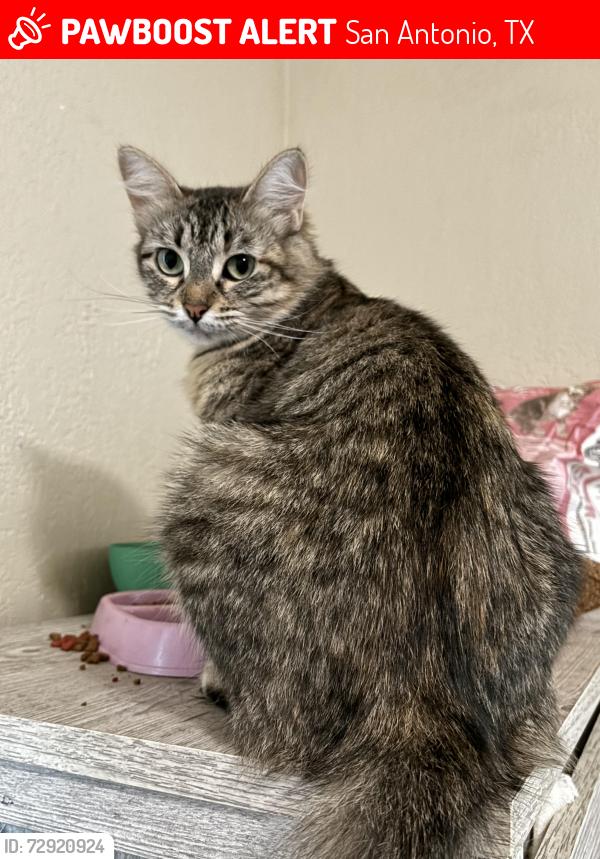 Lost Female Cat last seen Channing ave and Steve’s , San Antonio, TX 78210