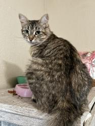 Lost Female Cat last seen Channing ave and Steve’s , San Antonio, TX 78210