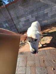 Reunited Male Dog last seen San Mateo and Menaul , Albuquerque, NM 87110