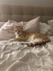 Found/Stray Unknown Cat last seen Auburndale Park, Topeka, KS 66606