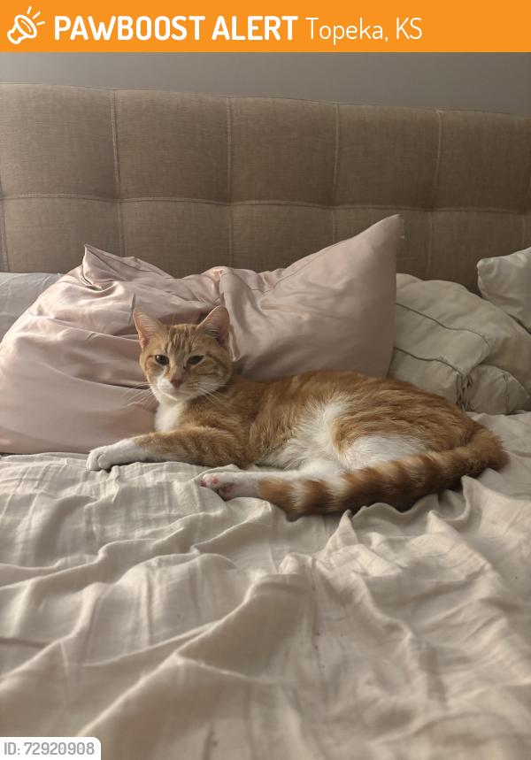 Found/Stray Unknown Cat last seen Auburndale Park, Topeka, KS 66606