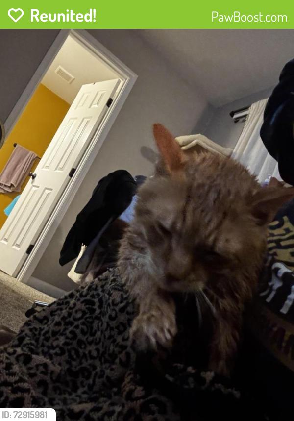 Reunited Male Cat last seen Bateswood Manor, Bateswood Dr, Houston, TX 77079
