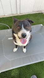 Found/Stray Male Dog last seen 40th and Sweetwater , Phoenix, AZ 85032