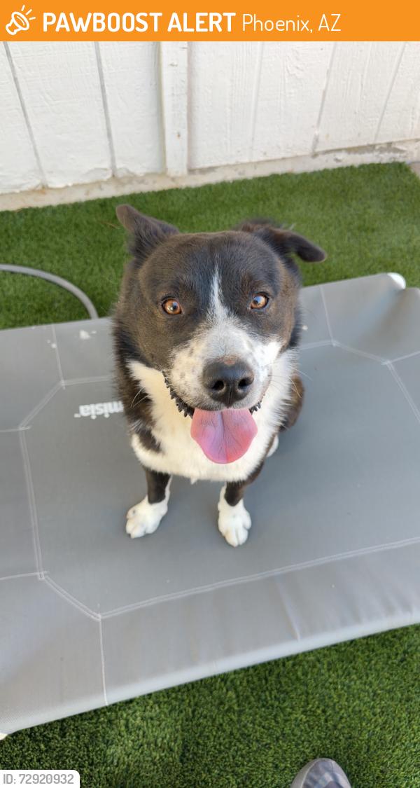 Found/Stray Male Dog last seen 40th and Sweetwater , Phoenix, AZ 85032