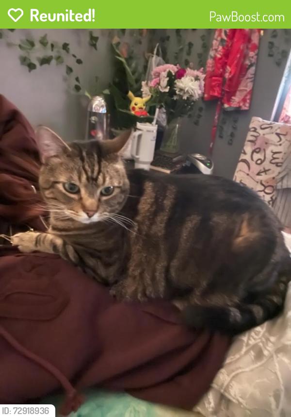 Reunited Male Cat last seen Wetstone in the Abbeydale Dr neighborhood, Saint Charles, MO 63303