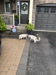 Found/Stray Female Cat last seen Thomas and turbine crea, Mississauga, ON L5M 6W1