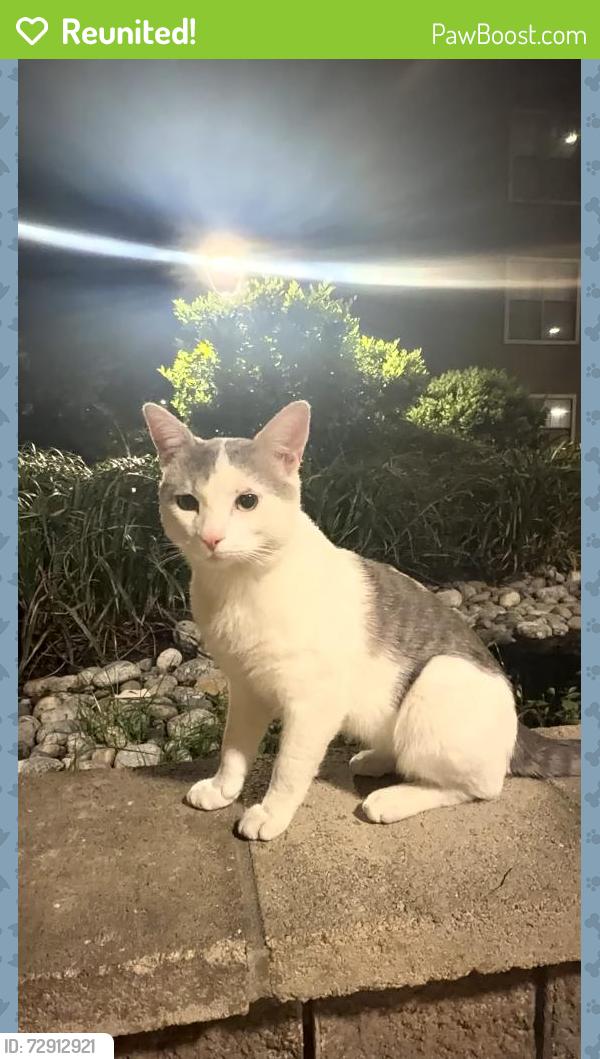 Reunited Male Cat last seen Independence Parkway and Glencliff, Plano, TX 75075