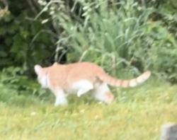 Found/Stray Unknown Cat last seen at creek bed behind Brittania Circle Germantown off of Waring Station Rd, Germantown, MD 20874