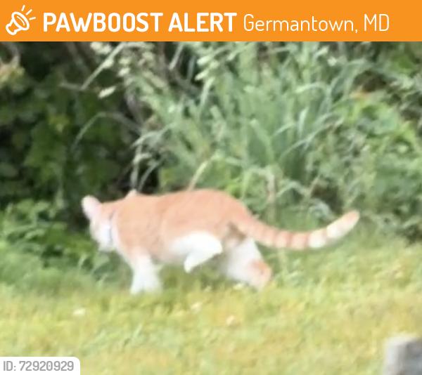 Found/Stray Unknown Cat last seen at creek bed behind Brittania Circle Germantown off of Waring Station Rd, Germantown, MD 20874