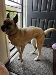Found/Stray Female Dog last seen Mount Aguilar, San Diego, CA 92111