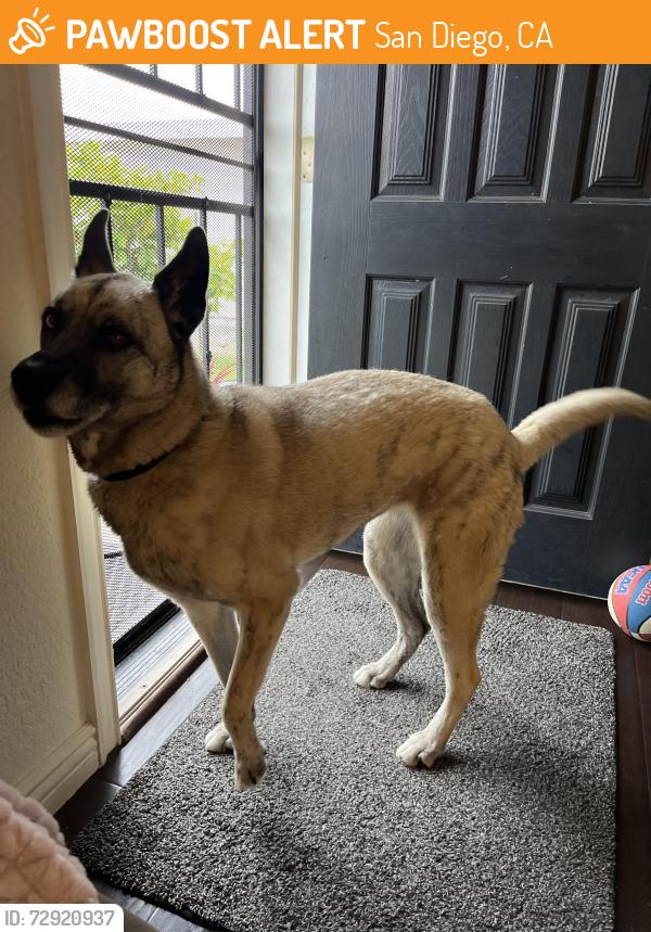 Found/Stray Female Dog last seen Mount Aguilar, San Diego, CA 92111