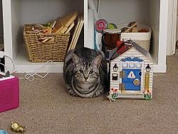 Lost Female Cat last seen Watton, Merton, England IP25 6QS