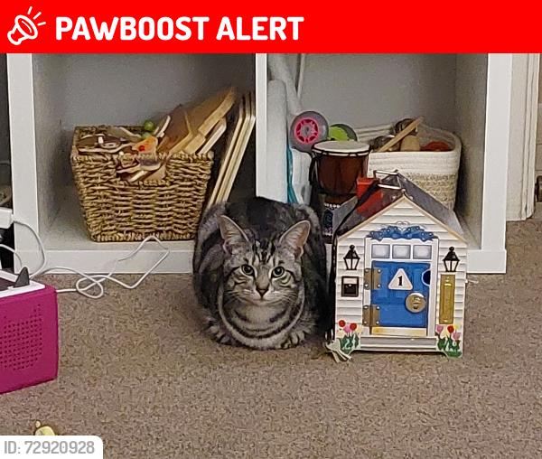 Lost Female Cat last seen Watton, Merton, England IP25 6QS