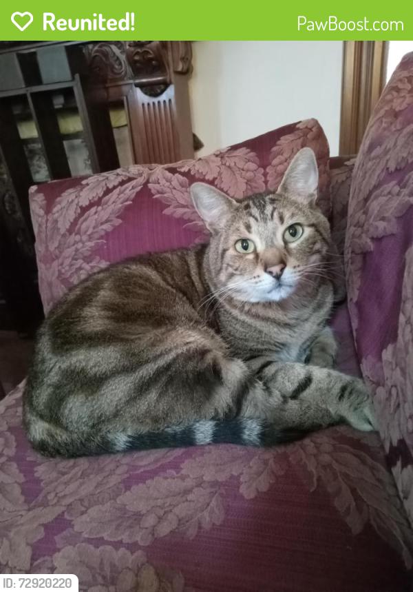 Reunited Male Cat last seen 4th and North K street, Tacoma, WA 98403