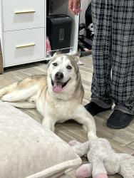 Found/Stray Male Dog last seen Besterio Sat Corpus Christi Tx, Corpus Christi, TX 78415