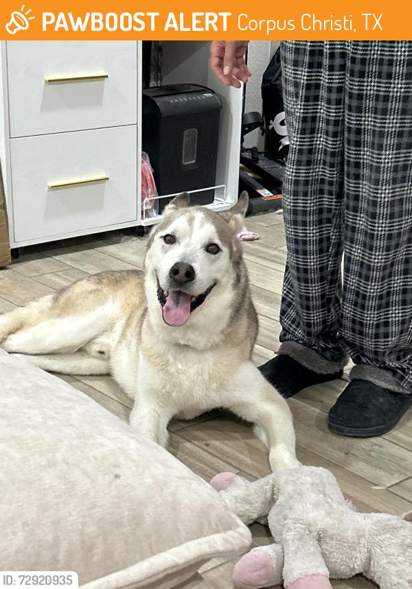 Found/Stray Male Dog last seen Besterio Sat Corpus Christi Tx, Corpus Christi, TX 78415