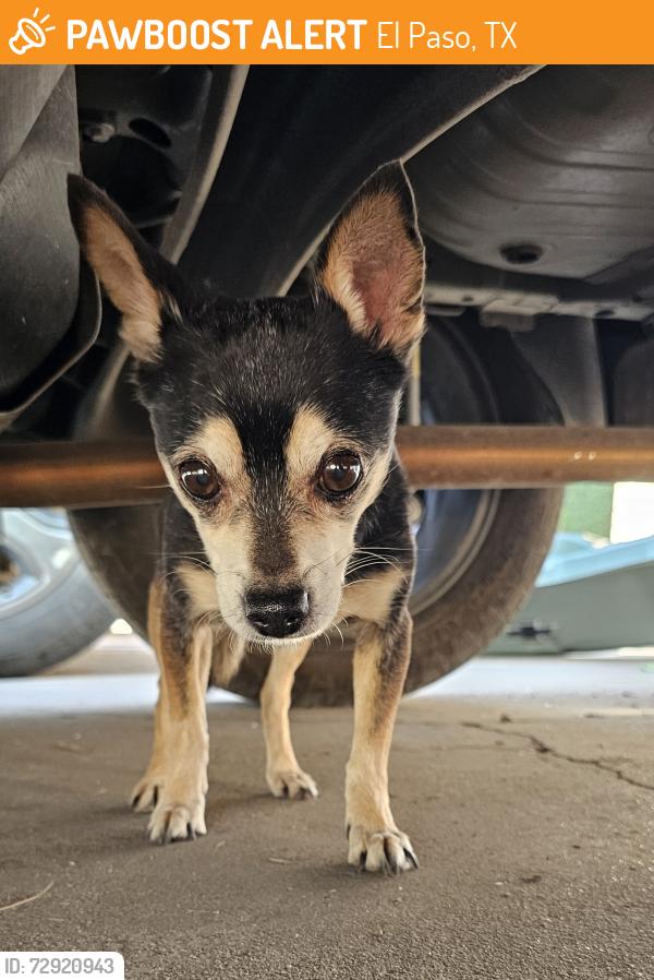 Found/Stray Male Dog last seen Chito samaniego, El Paso, TX 79936