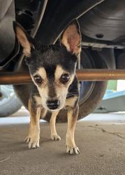 Found/Stray Male Dog last seen Chito samaniego, El Paso, TX 79936