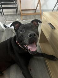 Reunited Female Dog last seen Inside the Wildwood Ridge apmt complex, Atlanta, GA 30339