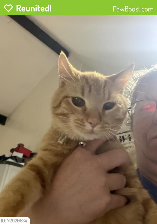 Reunited Male Cat last seen Hunter Lane, Hudson, NH 03051