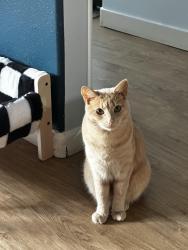 Lost Male Cat last seen 46th Ave s and s122nd St, Tukwila, WA 98178