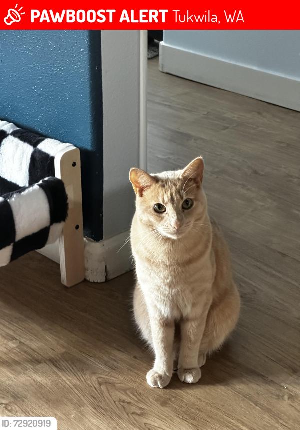 Lost Male Cat last seen 46th Ave s and s122nd St, Tukwila, WA 98178