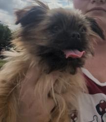 Reunited Male Dog last seen Chapman Farms Edition, Hewitt, TX 76643