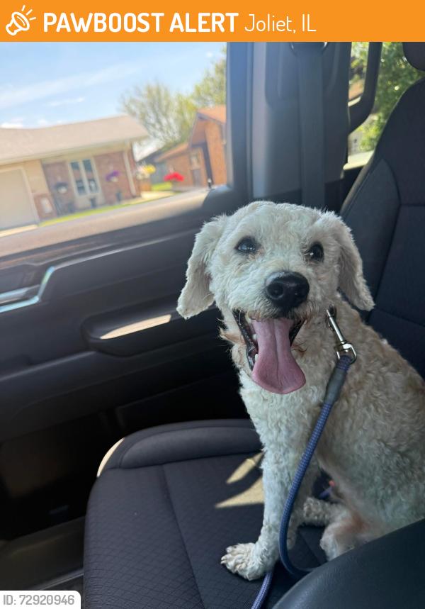 Found/Stray Male Dog last seen Route 6 and Parkwood , Joliet, IL 60432