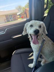 Found/Stray Male Dog last seen Route 6 and Parkwood , Joliet, IL 60432