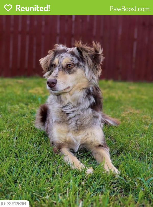 Reunited Female Dog last seen Judge Adams/ Lonesome Rock by CR 106, Elizabeth, CO 80107
