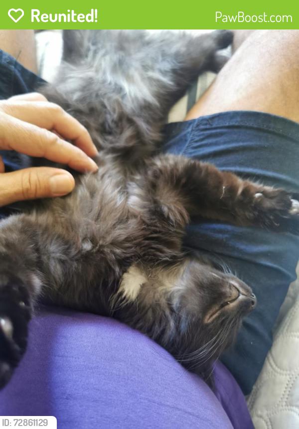 Reunited Female Cat last seen Ste-Catherine est Maisonneuve, Montréal, QC H2K 2J3