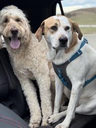 Reunited Male Dog last seen Congo Rd, Bechtelsville, PA 19505