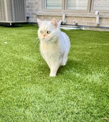 Lost Male Cat last seen The intersection of Bayview Ave and David Dunlap Blvd, Richmond Hill, ON L4C 4Z2