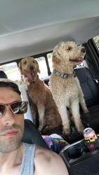 Reunited Male Dog last seen Kuykendahl Rd. and Rhodes Rd. , Houston, TX 77379