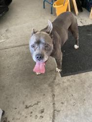 Reunited Female Dog last seen Stonegate, Maryland/Silverado/Serene, Las Vegas, NV 89123