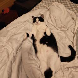 Reunited Male Cat last seen Lincoln ave, Pittsburgh, PA 15202