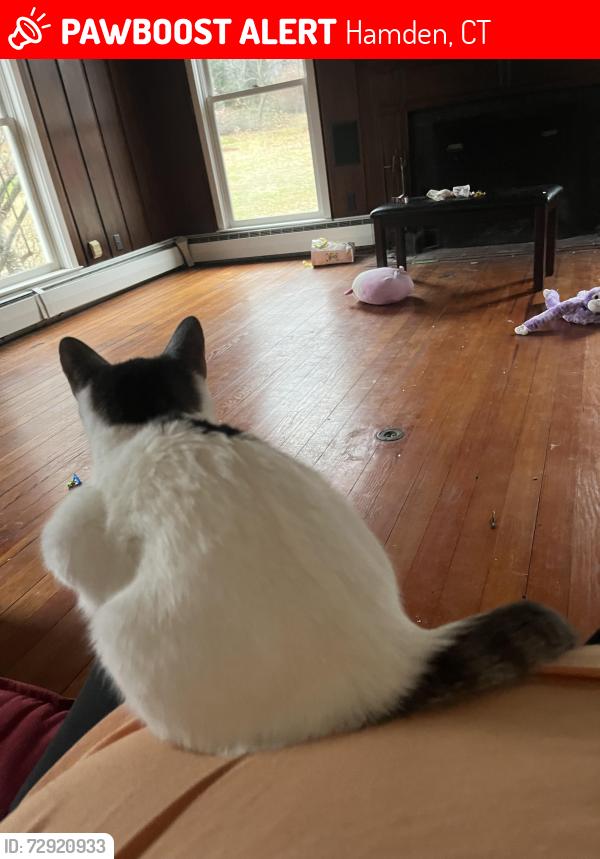 Lost Female Cat last seen Whitney Ave, Hamden, CT 06518