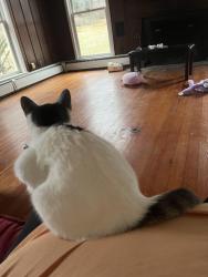Lost Female Cat last seen Whitney Ave, Hamden, CT 06518