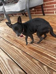 Found/Stray Female Dog last seen Near Old NC 10, Hickory, NC 28602