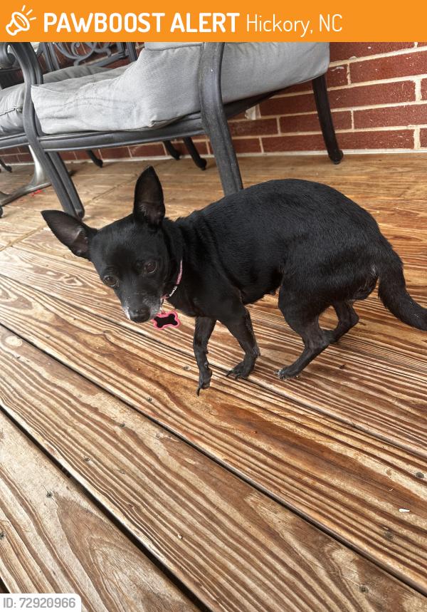 Found/Stray Female Dog last seen Near Old NC 10, Hickory, NC 28602