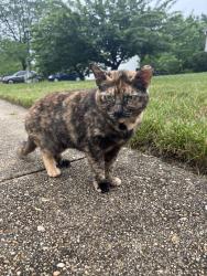 Found/Stray Female Cat last seen Wakefield Cir, by brookmont apmts, Waldorf, MD 20602