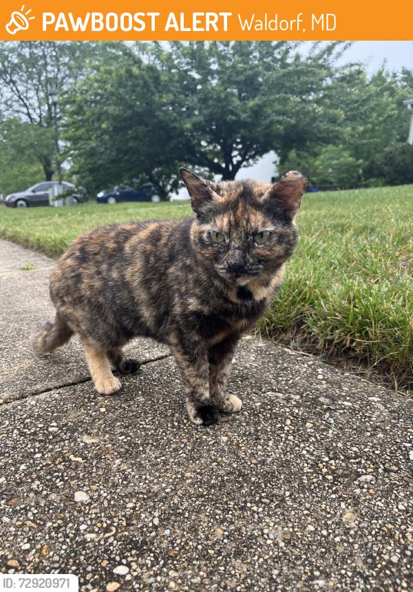 Found/Stray Female Cat last seen Wakefield Cir, by brookmont apmts, Waldorf, MD 20602