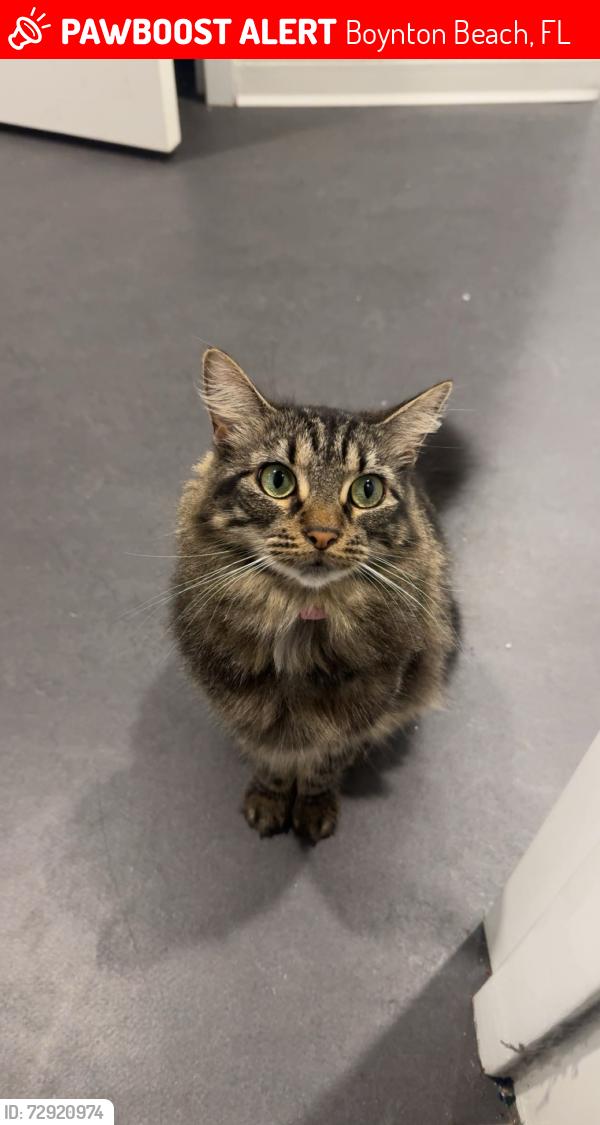 Lost Female Cat last seen Near Parkwalk Drive ,Boynton Beach Fl, Boynton Beach, FL 33472