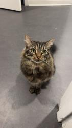Lost Female Cat last seen Near Parkwalk Drive ,Boynton Beach Fl, Boynton Beach, FL 33472