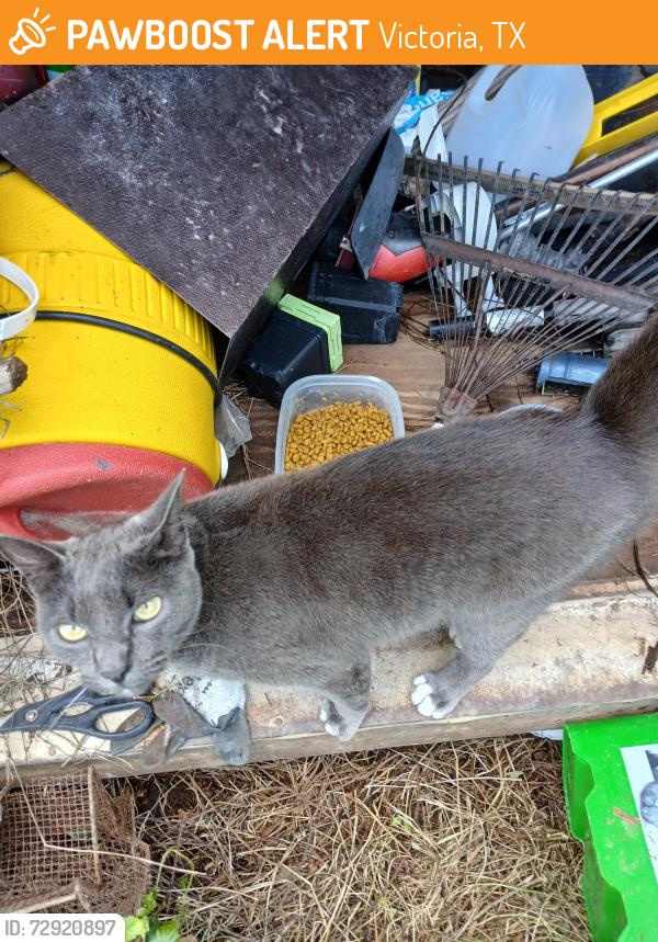 Found/Stray Unknown Cat last seen Cynthia street , Victoria, TX 77904