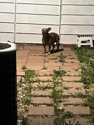 Found/Stray Male Dog last seen Del Amo ests, Rancho Dominguez, CA 90220