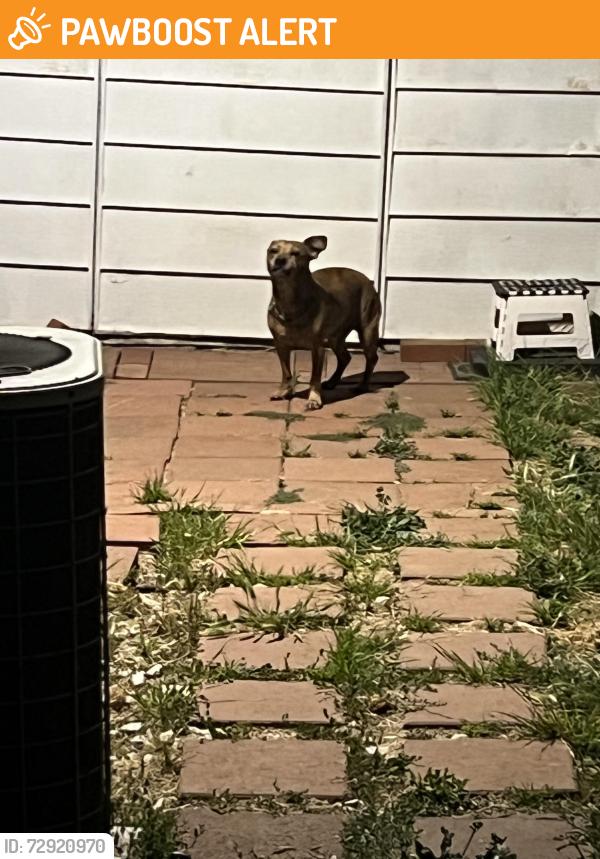 Found/Stray Male Dog last seen Del Amo ests, Rancho Dominguez, CA 90220